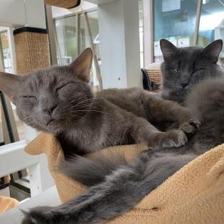 Enlarge Tatsu, a Adoptable mixed breed in Chicago, IL image 4/5