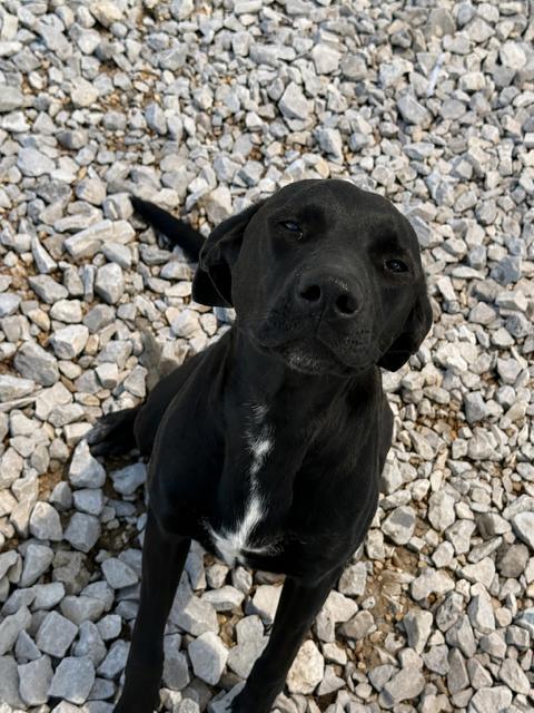 Dee, ADOPTABLE, Young Female Mixed Breed.