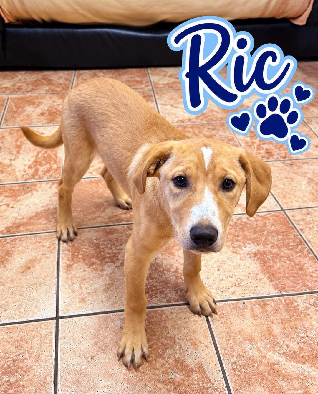 Ric Flair, Adoptable, Young Male Labrador Retriever.