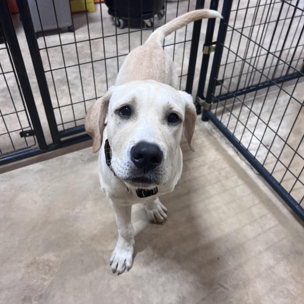 Little Girl, Adoptable, Young Female Labrador Retriever & Pit Bull Terrier.