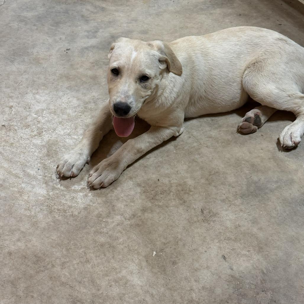 Enlarge Little Girl, a Adoptable mixed breed in San Saba, TX image 1/1
