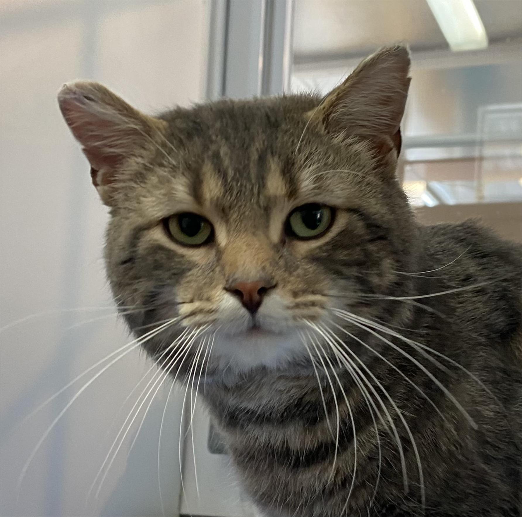 Ghost, adopted, Adult Male Tabby.