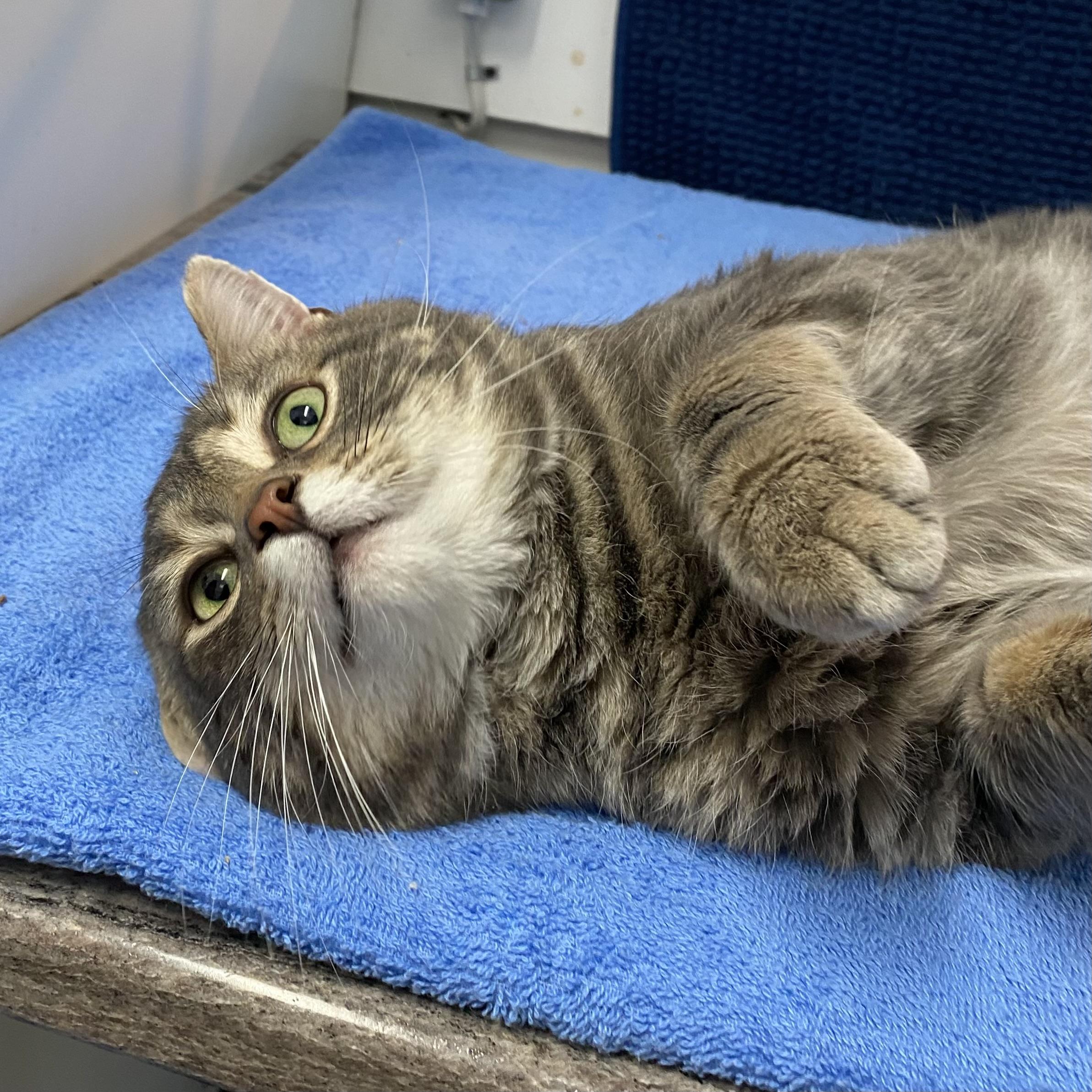Enlarge Ghost, an adopted Tabby in Stanstead, QC image 2/4