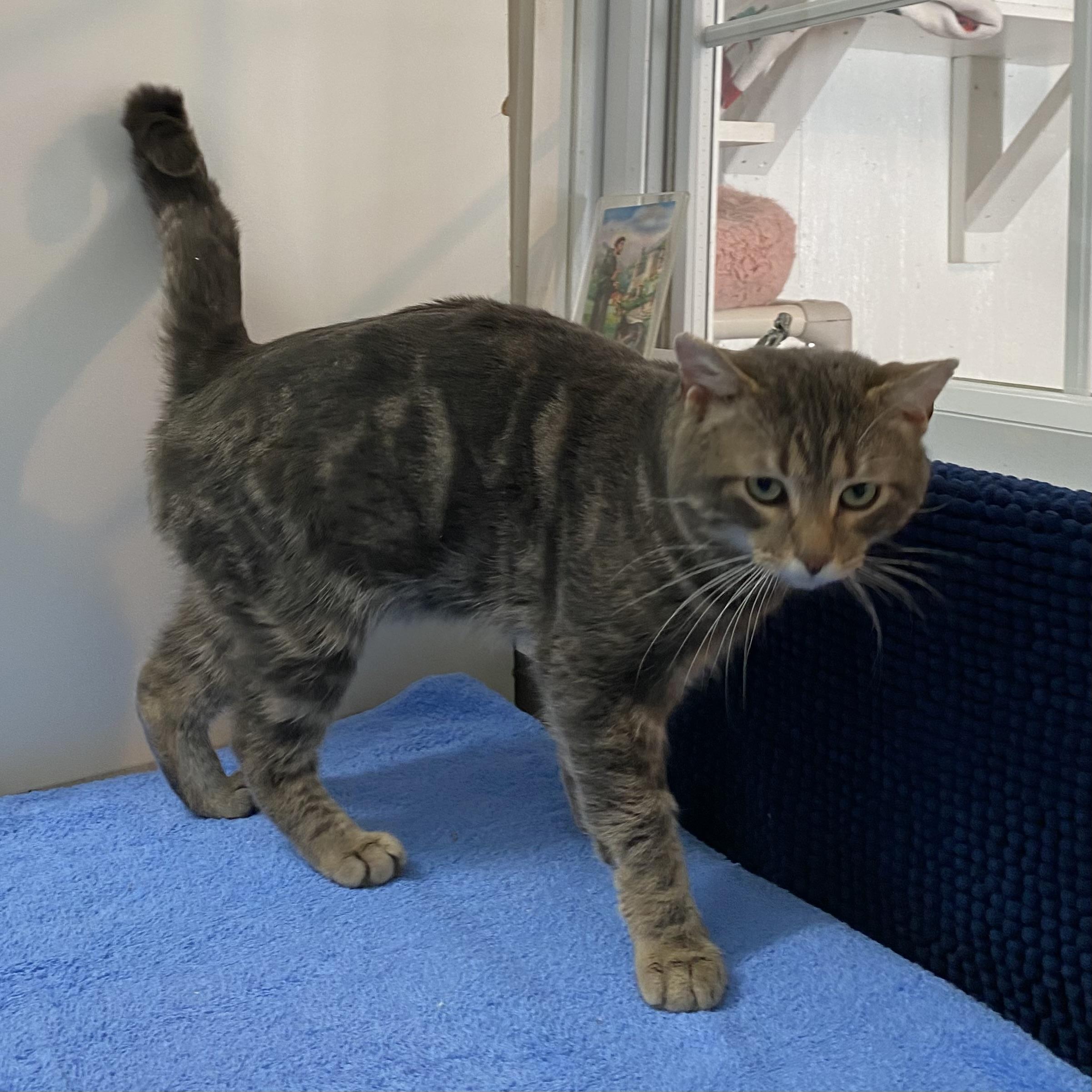 Enlarge Ghost, an adopted Tabby in Stanstead, QC image 4/4