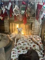 Enlarge Kane, an adopted mixed breed in East Peoria, IL image 3/5