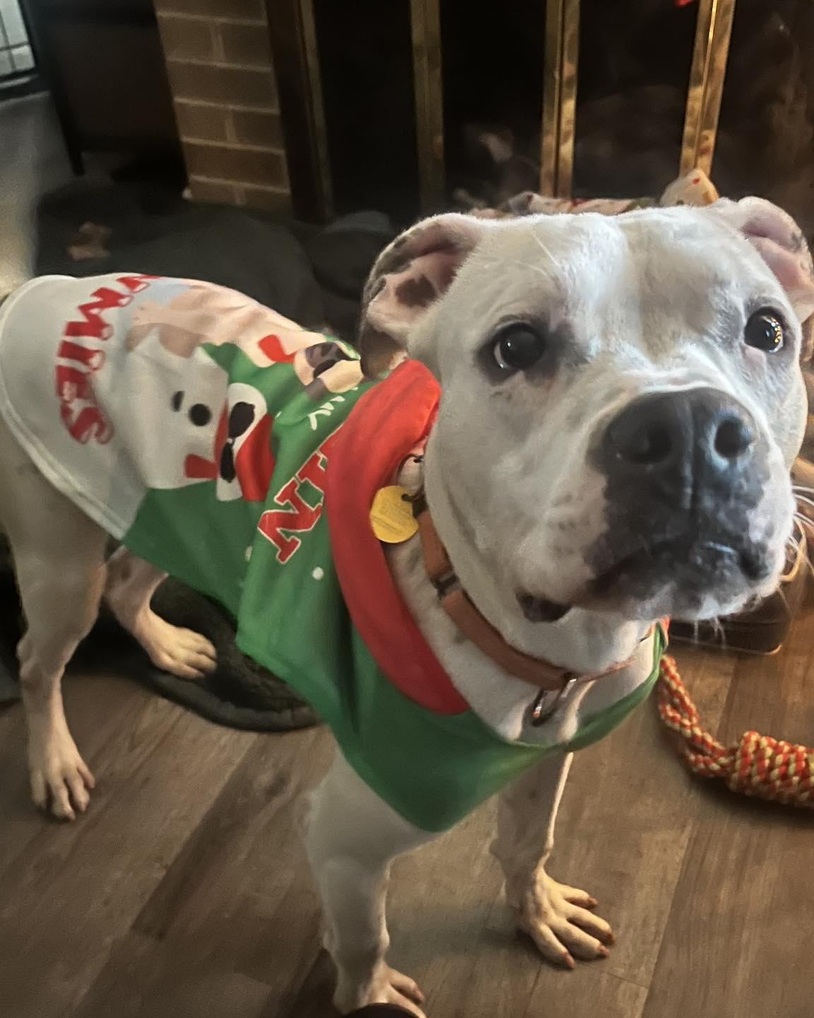 Enlarge Kane, an adopted mixed breed in East Peoria, IL image 2/5