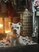 Enlarge Kane, an adopted mixed breed in East Peoria, IL image 4/5