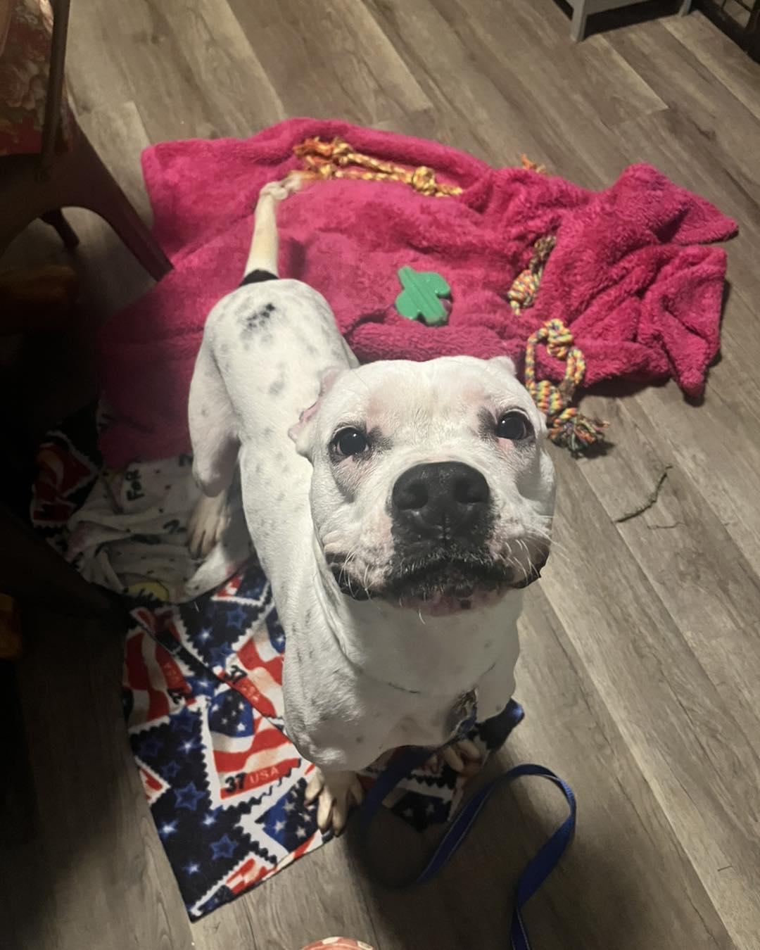 Enlarge Kane, an adopted mixed breed in East Peoria, IL image 1/5