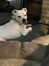 Enlarge Kane, an adopted mixed breed in East Peoria, IL image 5/5