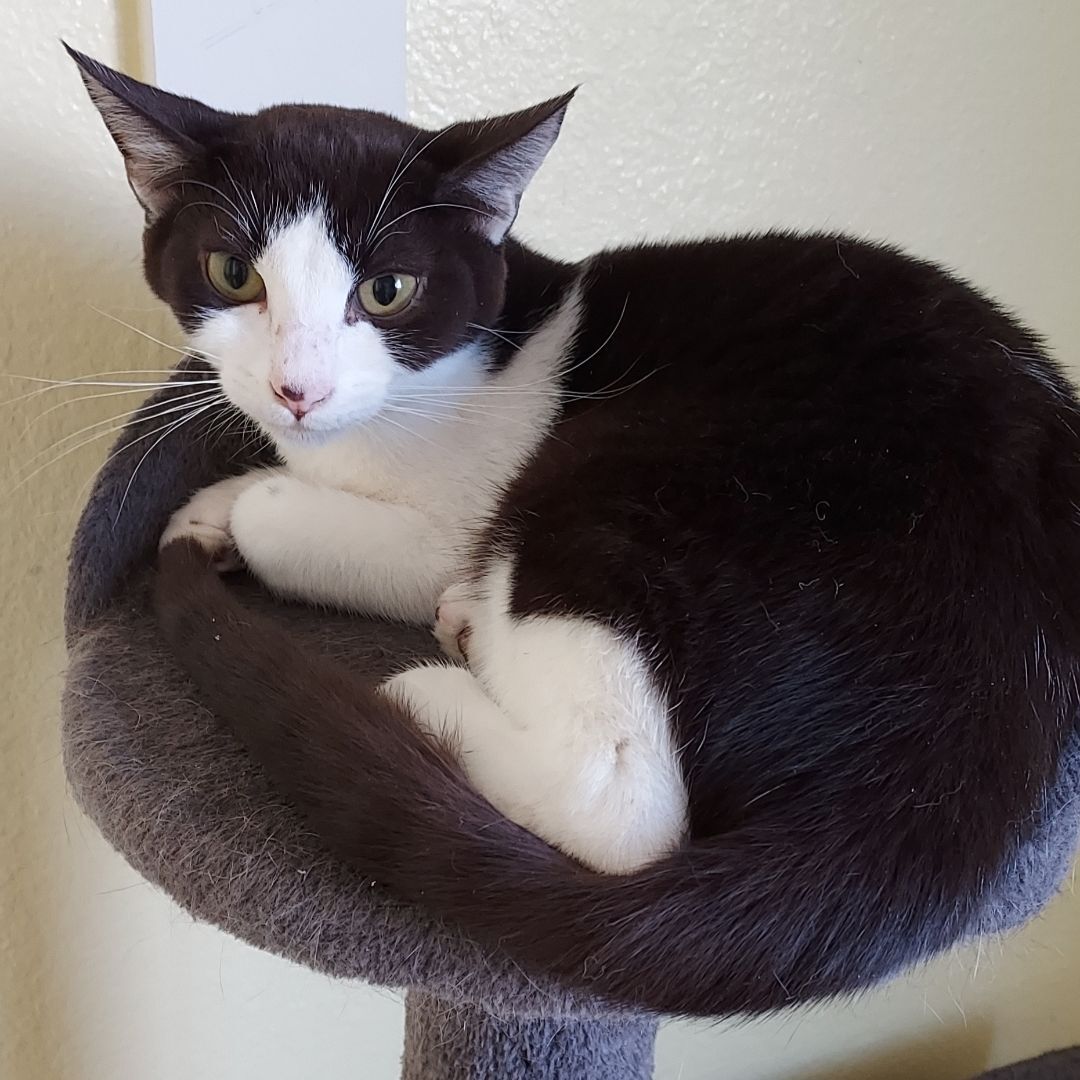 Harper, Adult Male Tuxedo