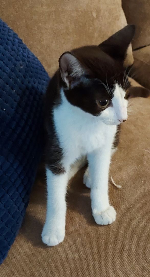 Enlarge Harper, a Adoptable mixed breed in Santa Clarita, CA image 2/10