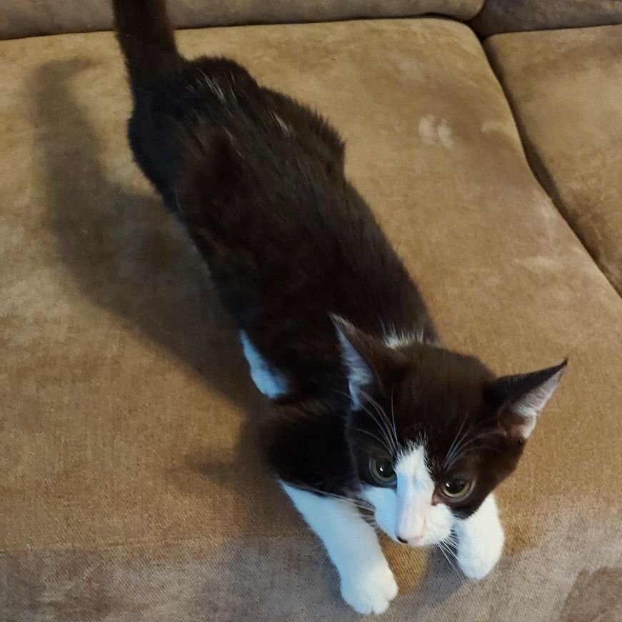 Enlarge Harper, a Adoptable mixed breed in Santa Clarita, CA image 3/10