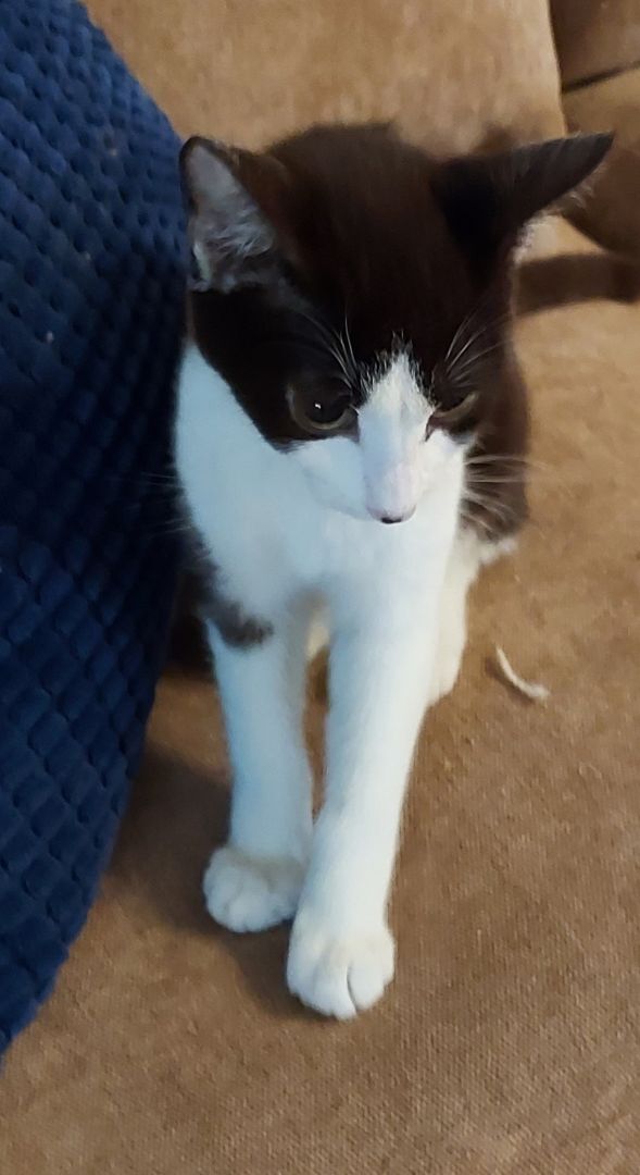 Enlarge Harper, a Adoptable mixed breed in Santa Clarita, CA image 4/10