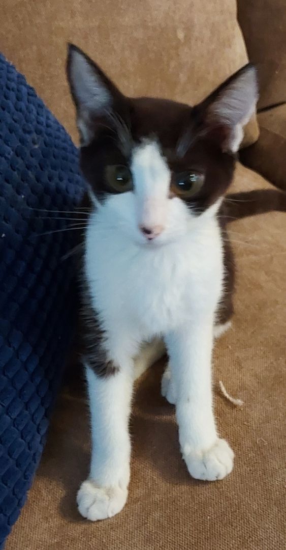 Enlarge Harper, a Adoptable mixed breed in Santa Clarita, CA image 5/10