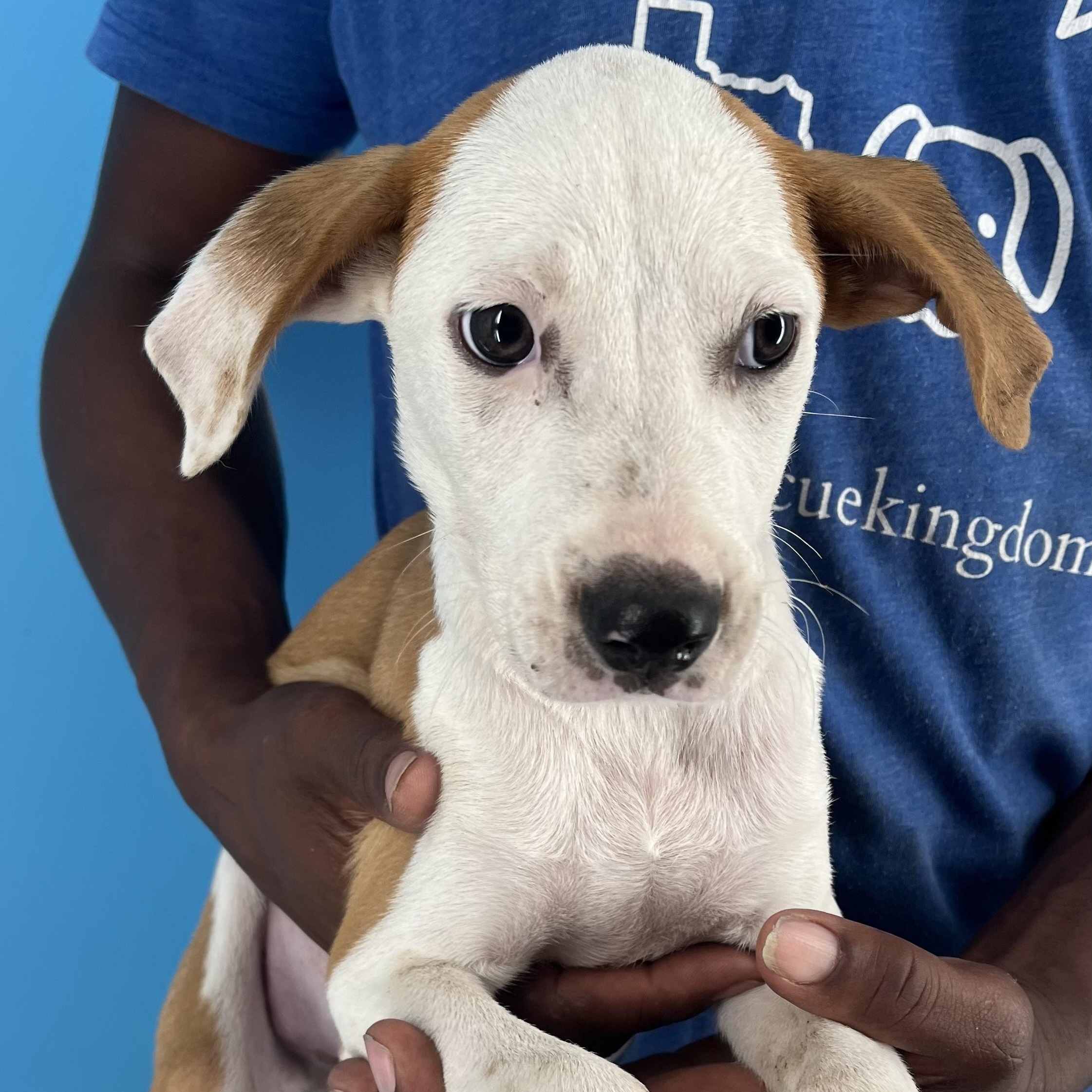 Enlarge Axel - Local Dec 19-21, a Adoptable mixed breed in Beaverton , OR image 4/4