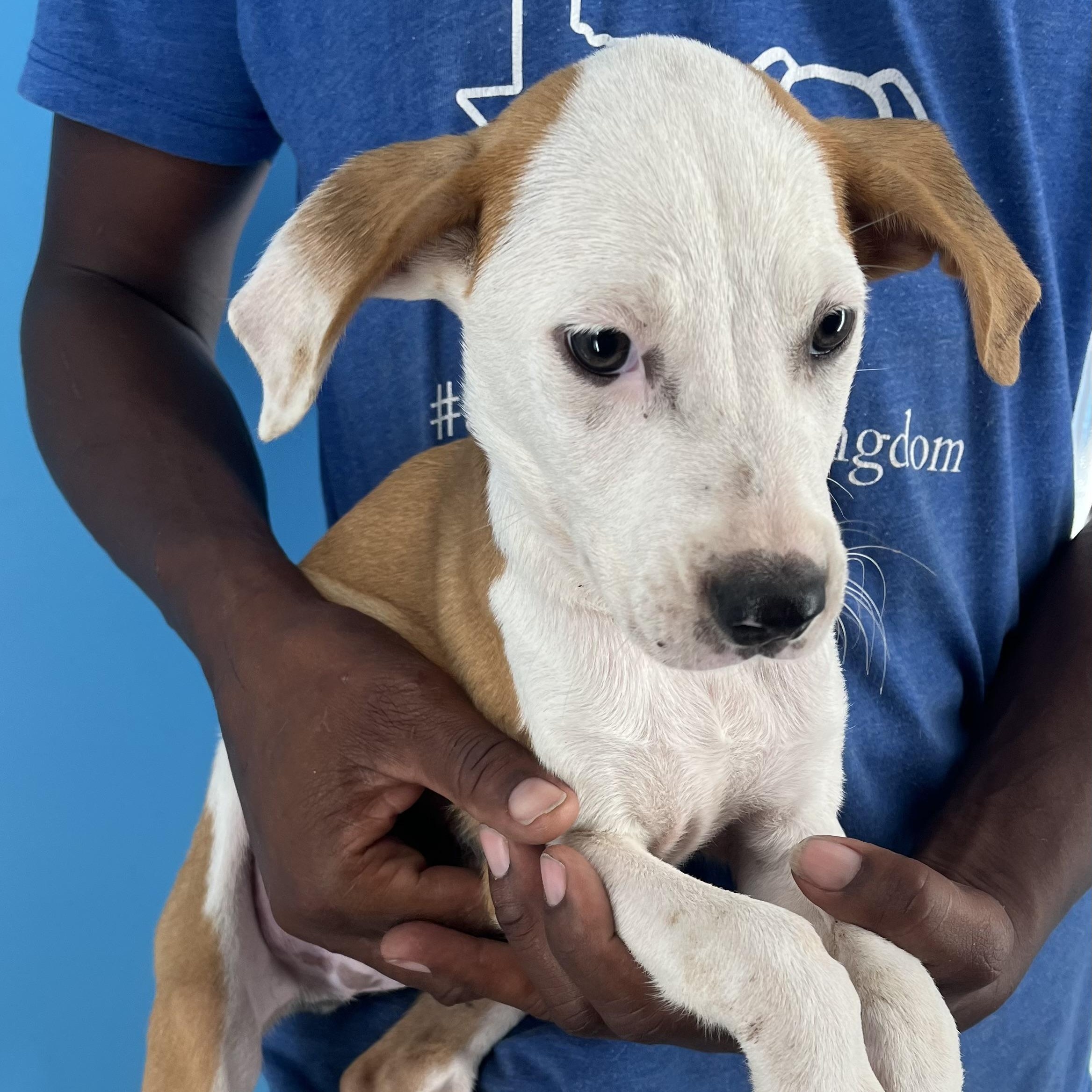 Enlarge Axel - Local Dec 19-21, a Adoptable mixed breed in Beaverton , OR image 3/4