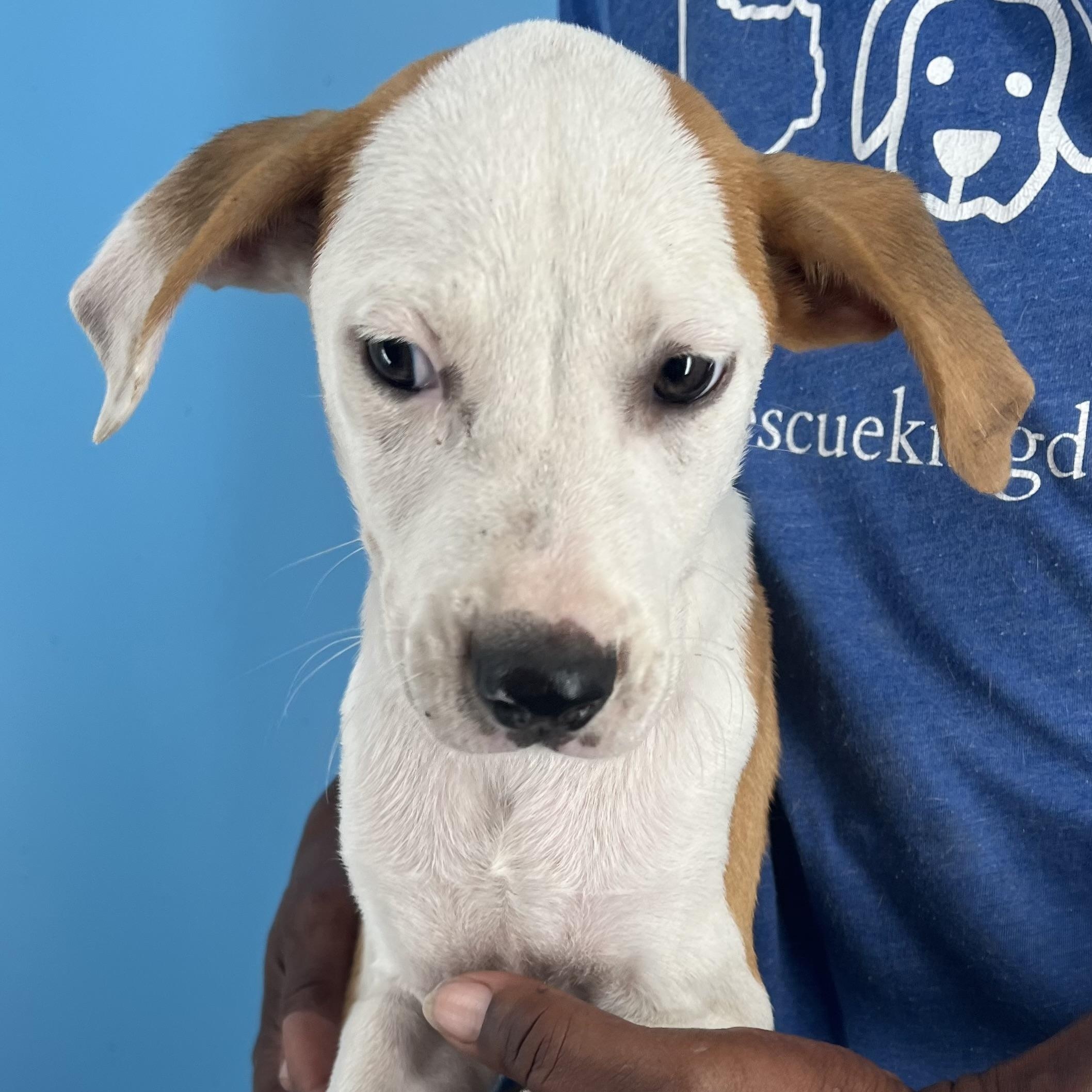 Enlarge Axel - Local Dec 19-21, a Adoptable mixed breed in Beaverton , OR image 2/4