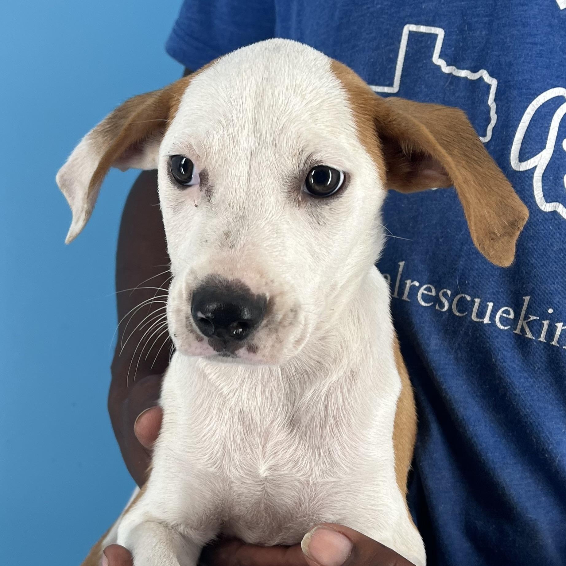 Enlarge Axel - Local Dec 19-21, a Adoptable mixed breed in Beaverton , OR image 1/4