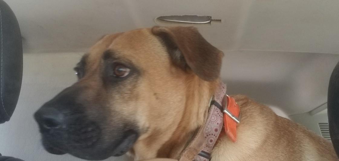 Enlarge Romeo , a Adoptable mixed breed in Chicago, IL image 3/6