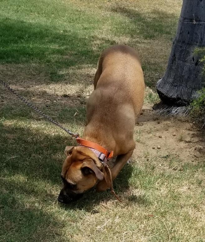Enlarge Romeo , a Adoptable mixed breed in Chicago, IL image 2/6