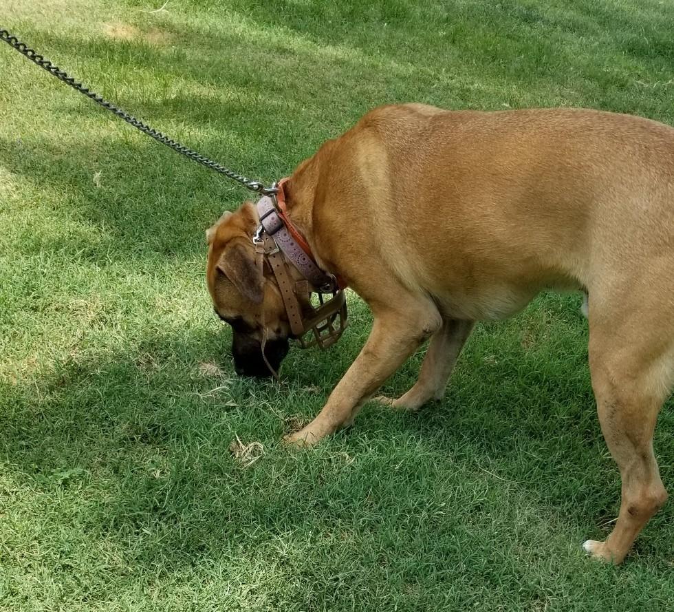 Enlarge Romeo , a Adoptable mixed breed in Chicago, IL image 4/6