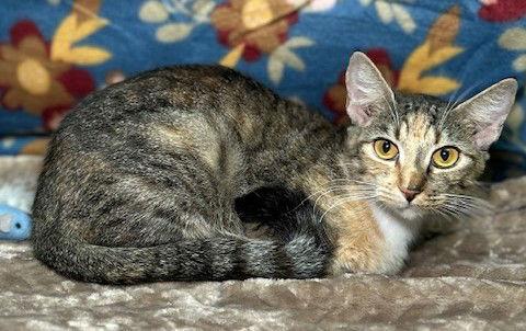 251030  M.C., Adoptable, Adult Female Domestic Short Hair.