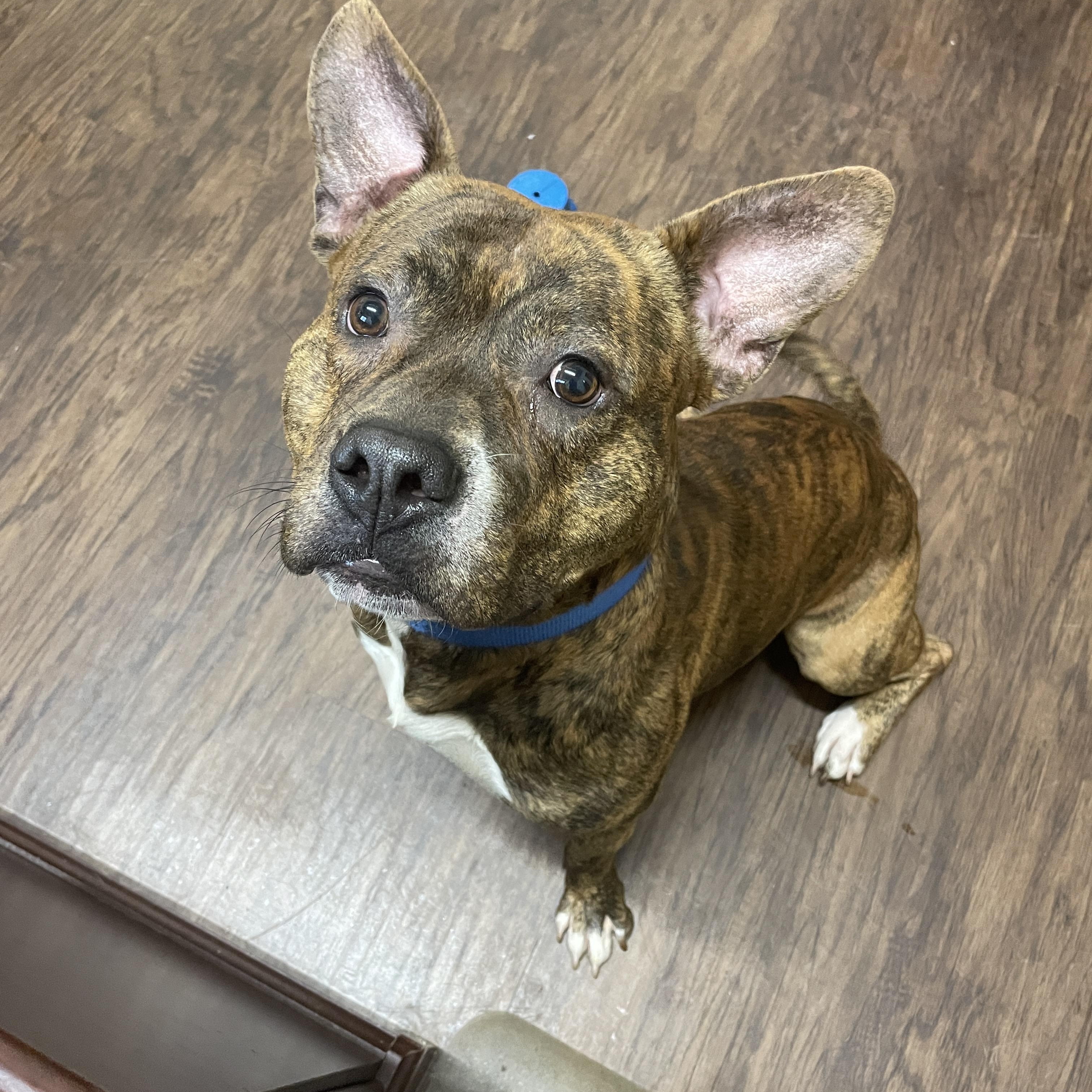 Gimli, Adoptable, Young Male American Staffordshire Terrier.