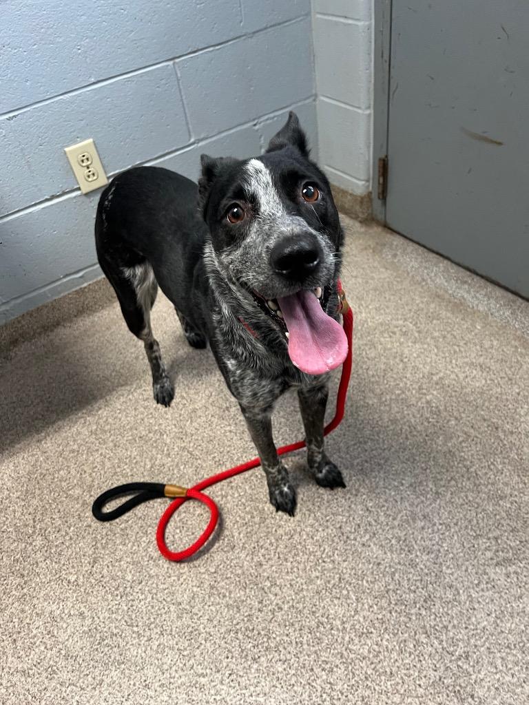 Enlarge Oreo, a Adoptable mixed breed in Troy, OH image 1/1