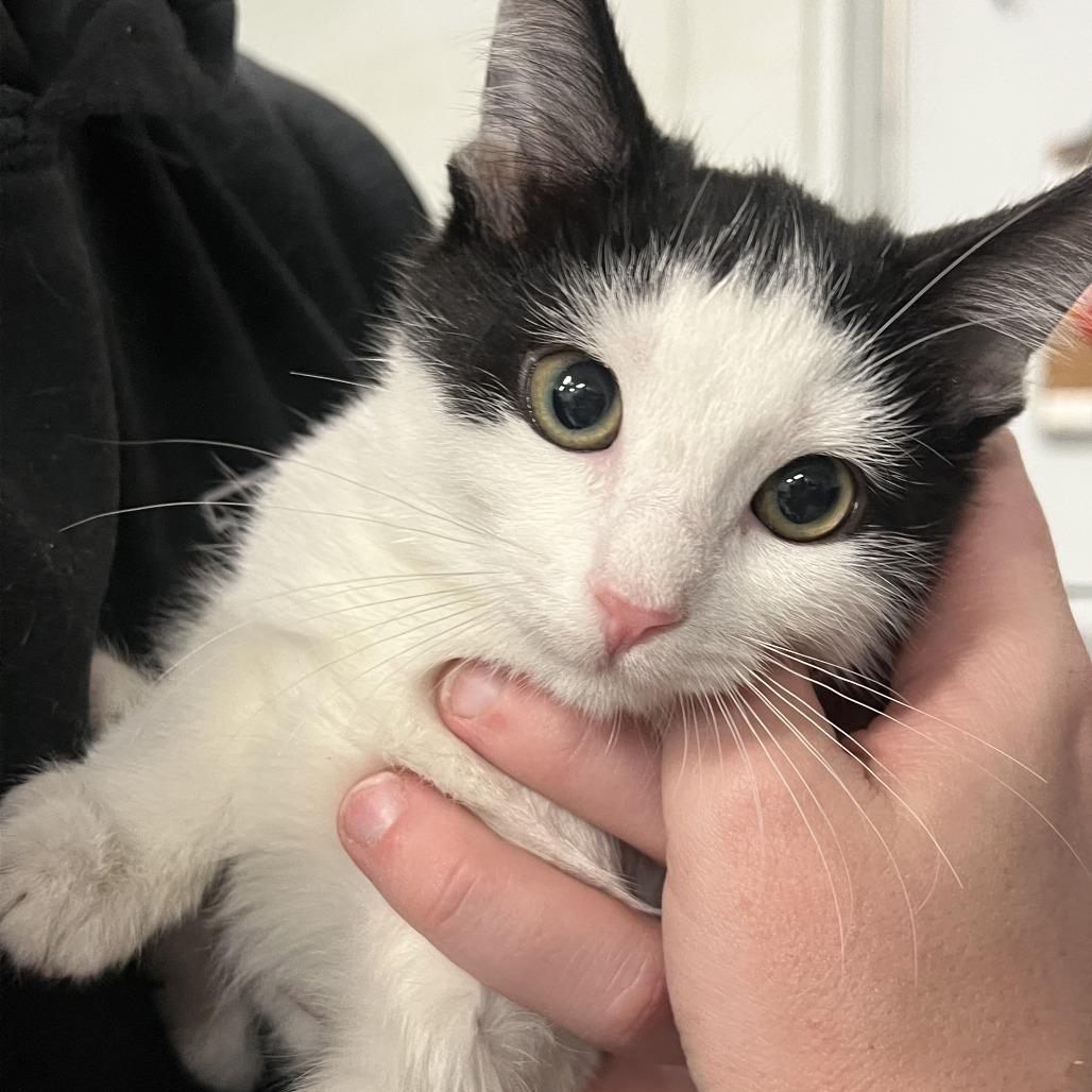 Turtle in Rockville, MD, Adoptable, Kitten Male Domestic Short Hair.