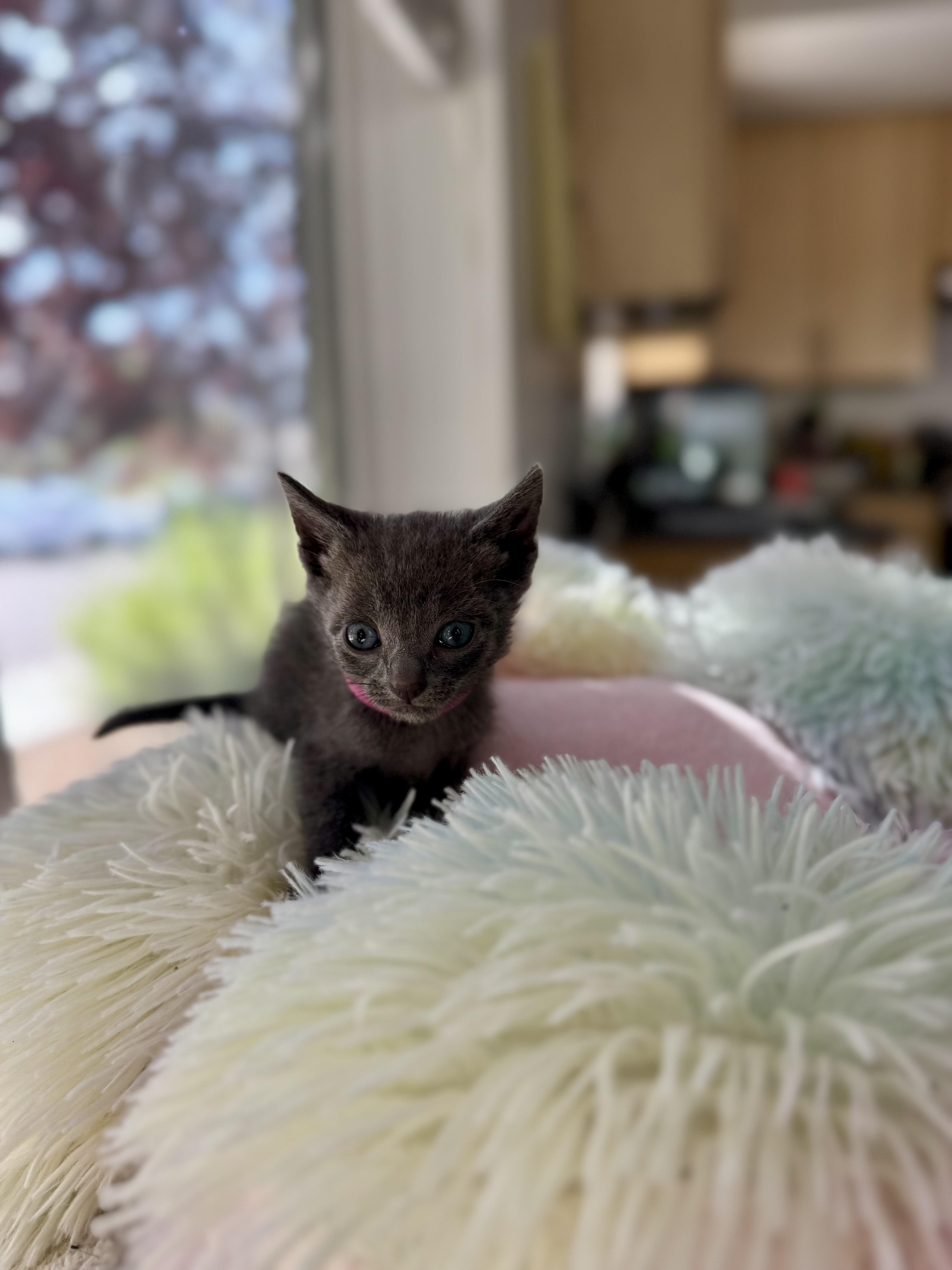 Kelly, an adoptable Domestic Short Hair in Eagle, CO, 81631 | Photo Image 4