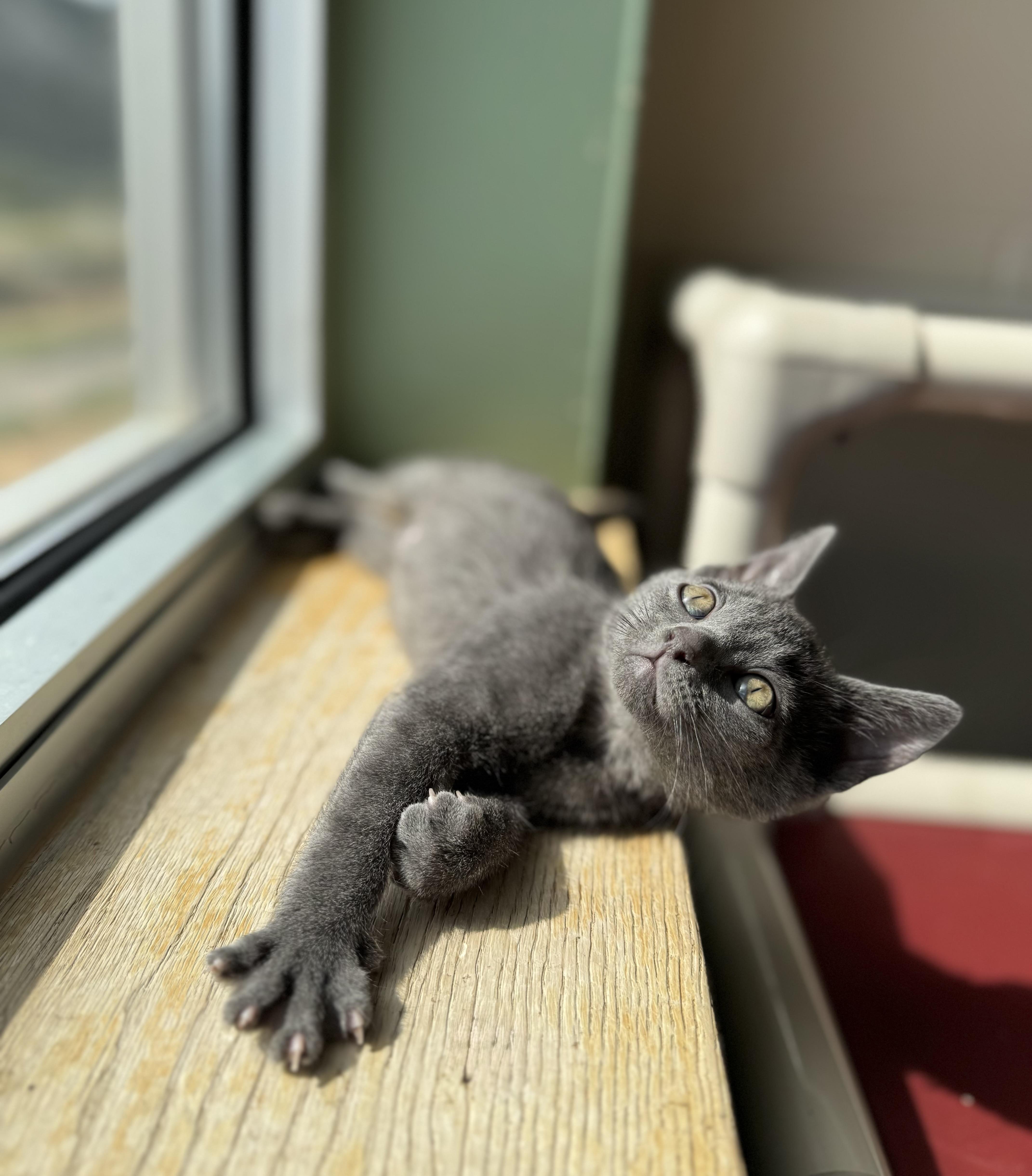 Kelly, an adoptable Domestic Short Hair in Eagle, CO, 81631 | Photo Image 6