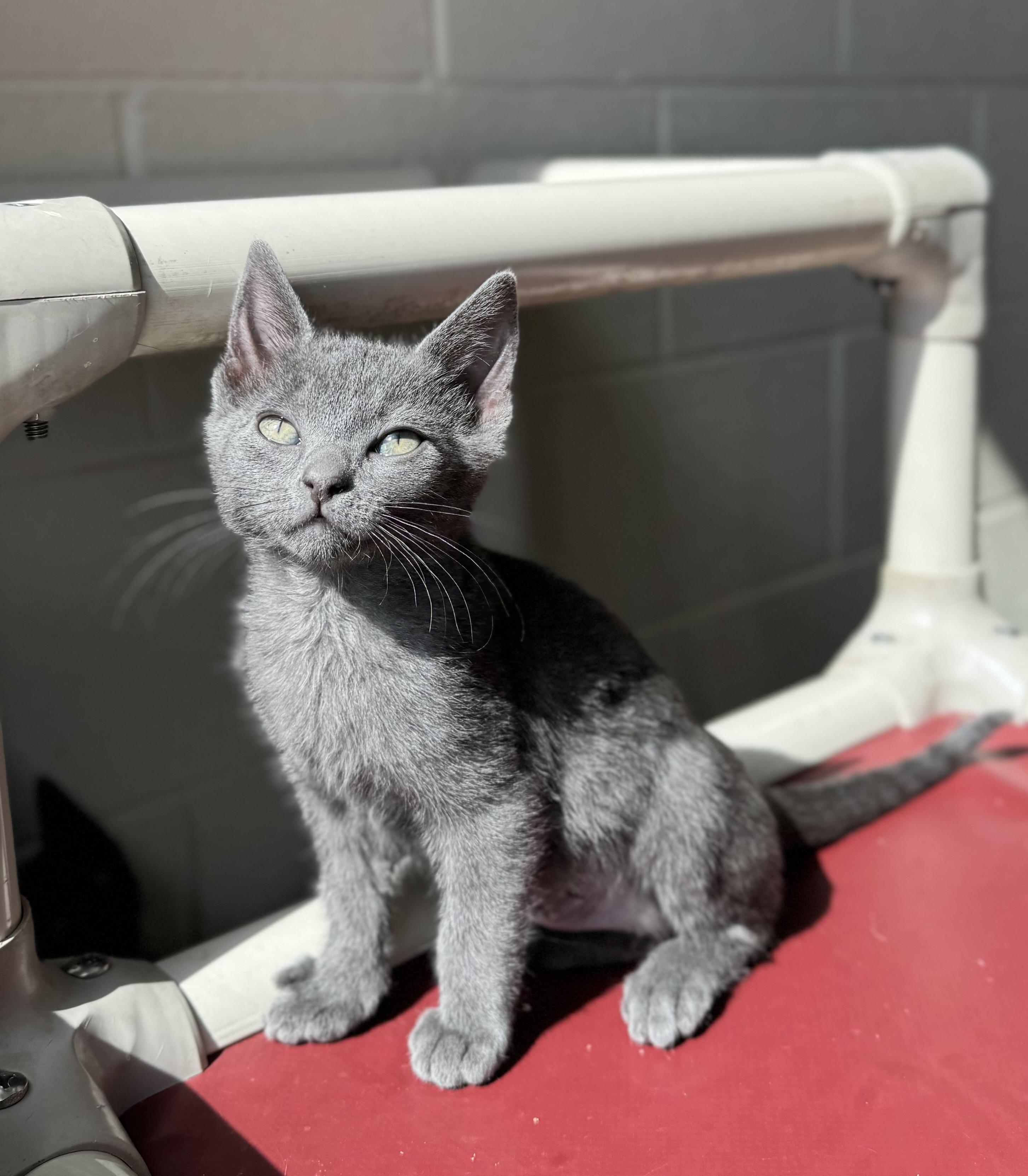 Kelly, an adoptable Domestic Short Hair in Eagle, CO, 81631 | Photo Image 1