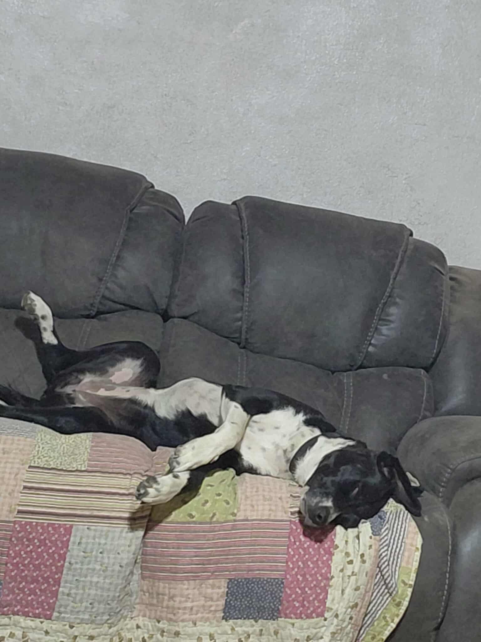 Noa, a Adoptable mixed breed in Portales, NM image 2/3