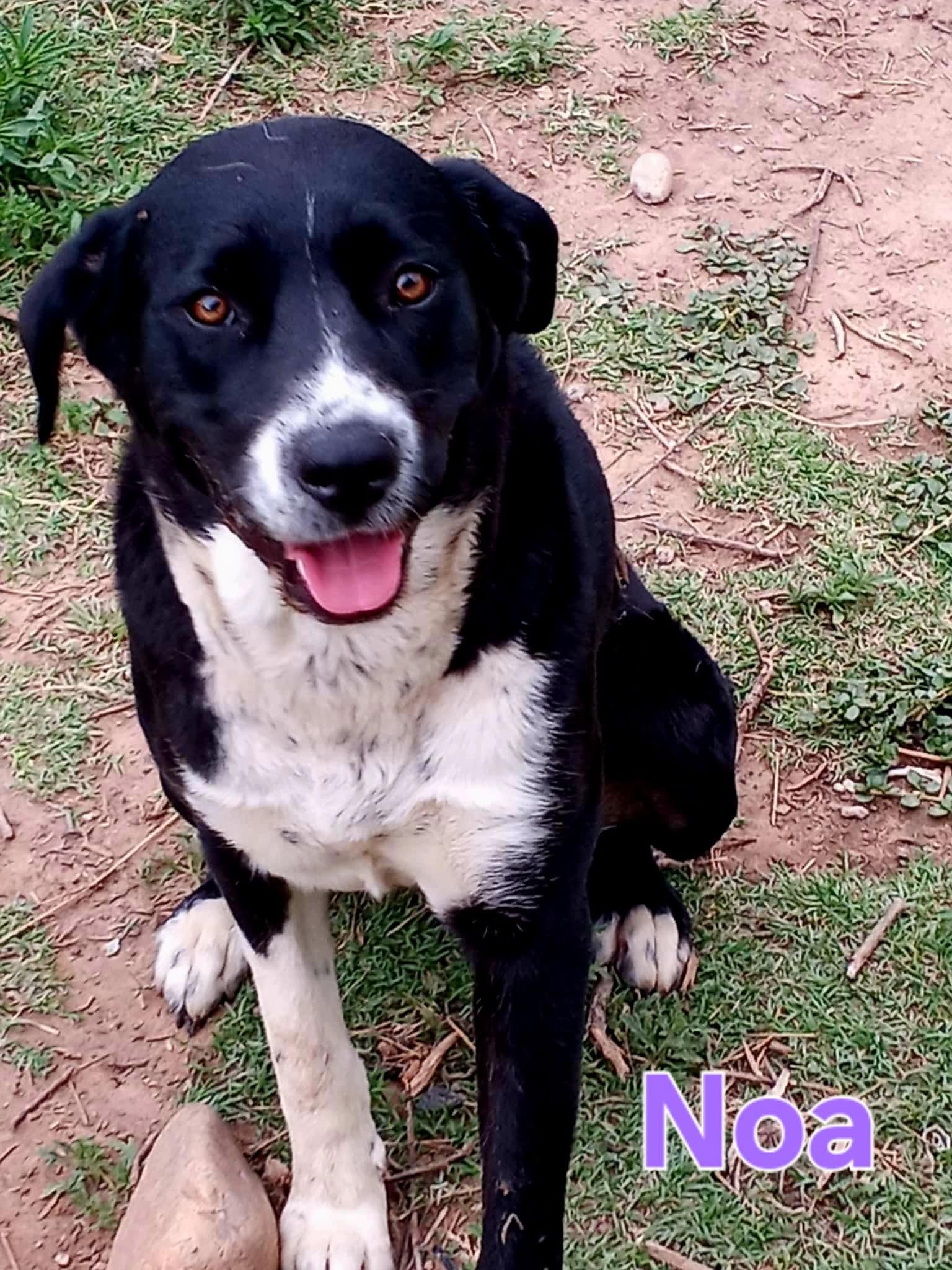 Noa, Adoptable, Adult Female Border Collie.