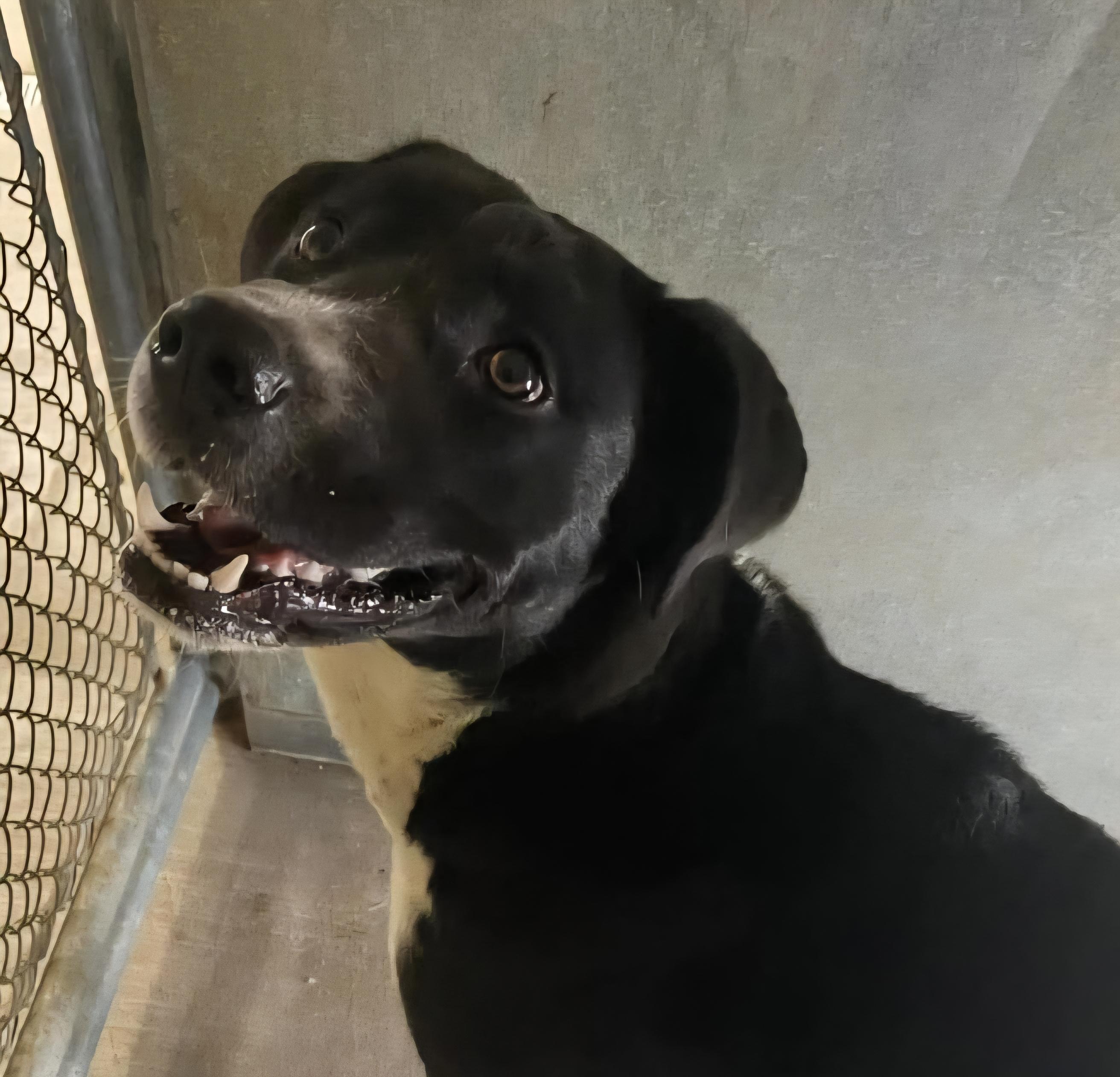 Noa, a Adoptable mixed breed in Portales, NM image 3/3