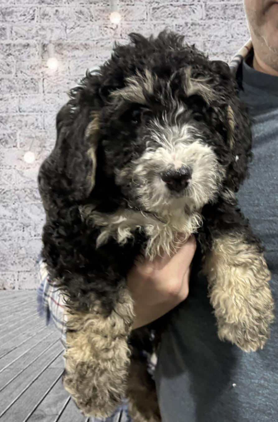 Colton* postponed event due to weather *, ADOPTABLE, Puppy Male Bernedoodle & Miniature Poodle.