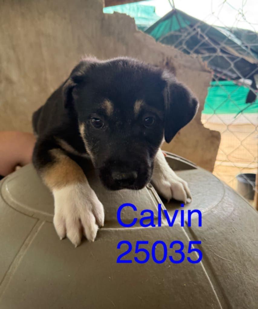 Calvin, Young Male unknown