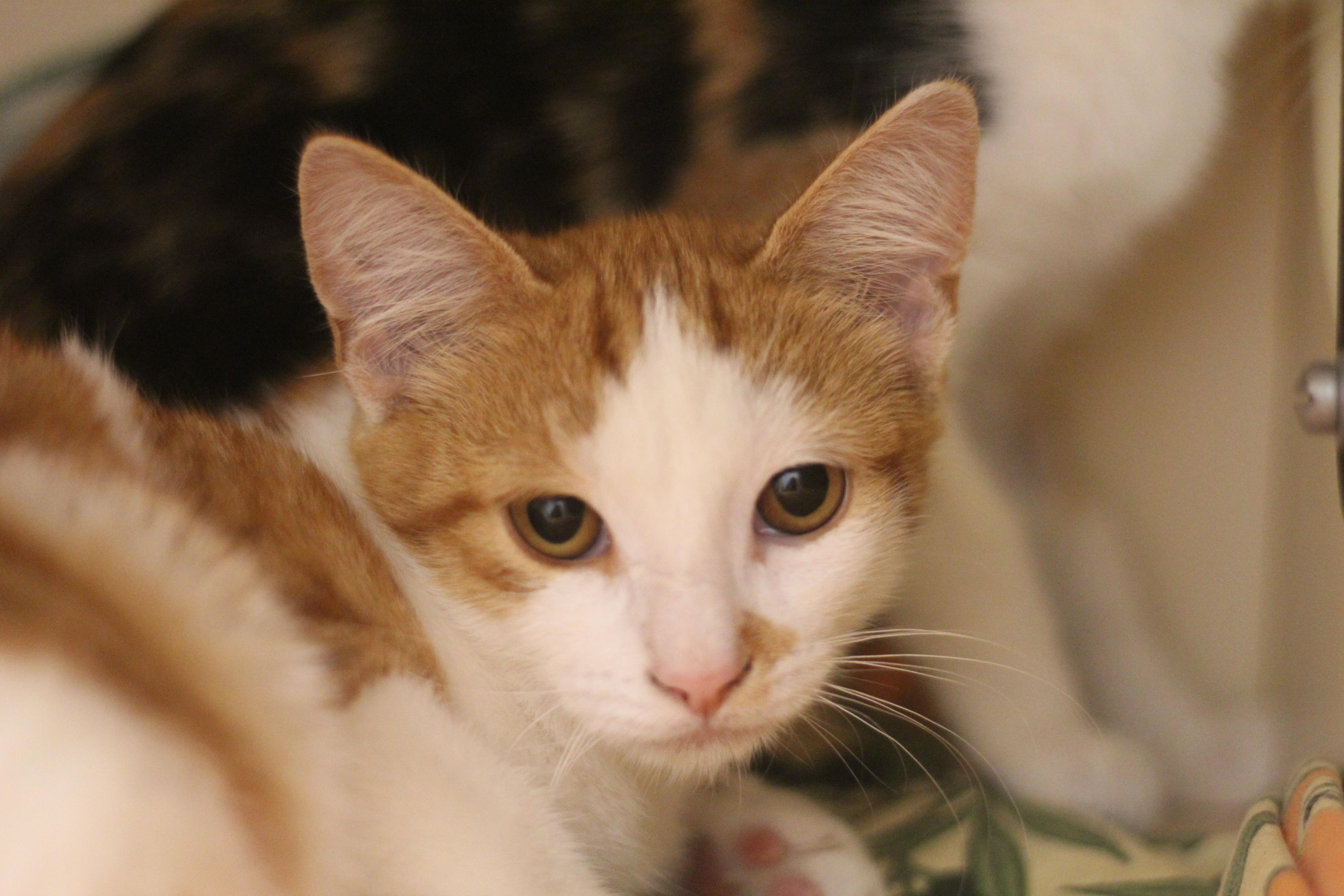 Enlarge Patches, a Adoptable Domestic Short Hair in Cooperstown, NY image 1/1
