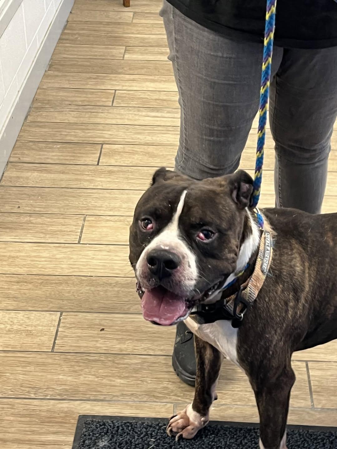 Winston, Adoptable, Young Male Pit Bull Terrier.