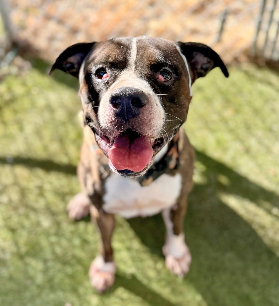 Winston, a Adoptable Pit Bull Terrier in Rowlett, TX image 2/2