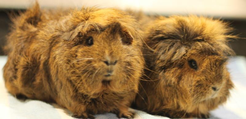 Enlarge Kitty and Natasha, a ADOPTABLE Guinea Pig in Budd Lake, NJ image 4/6