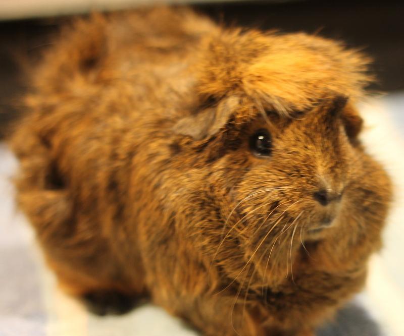 Enlarge Kitty and Natasha, a ADOPTABLE Guinea Pig in Budd Lake, NJ image 6/6