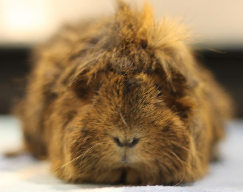 Enlarge Kitty and Natasha, a ADOPTABLE Guinea Pig in Budd Lake, NJ image 3/6