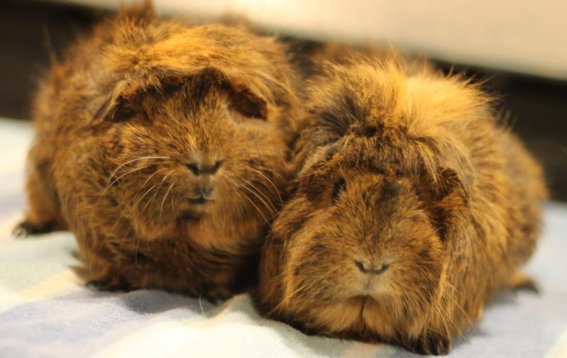 Enlarge Kitty and Natasha, a ADOPTABLE Guinea Pig in Budd Lake, NJ image 1/6