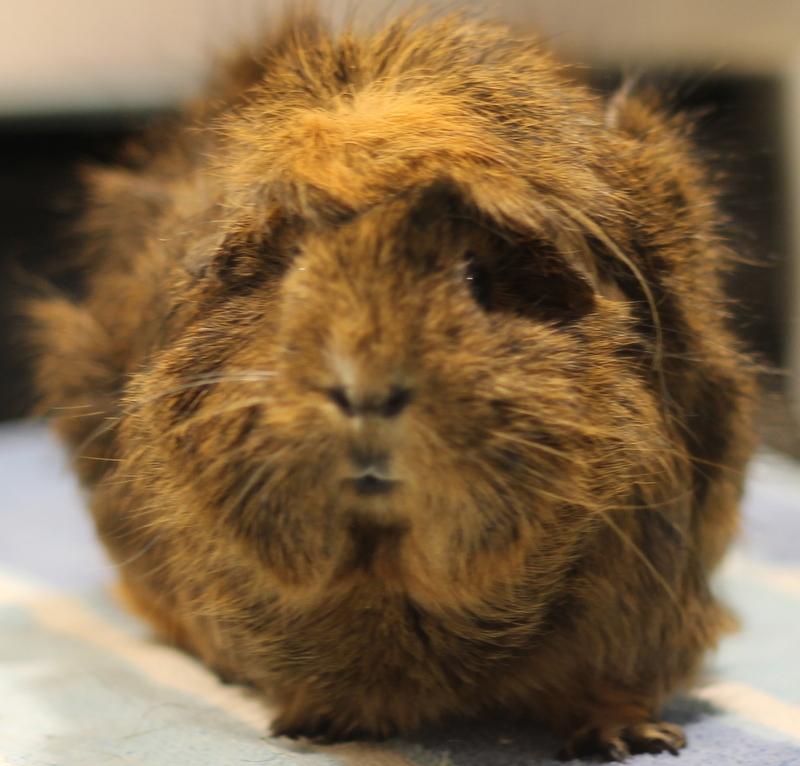 Enlarge Kitty and Natasha, a ADOPTABLE Guinea Pig in Budd Lake, NJ image 5/6