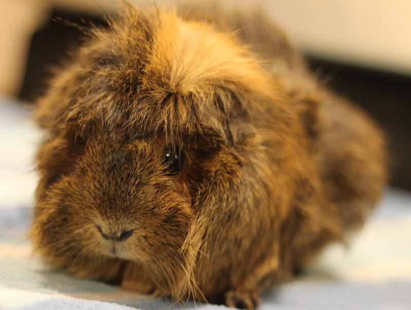 Enlarge Kitty and Natasha, a ADOPTABLE Guinea Pig in Budd Lake, NJ image 2/6