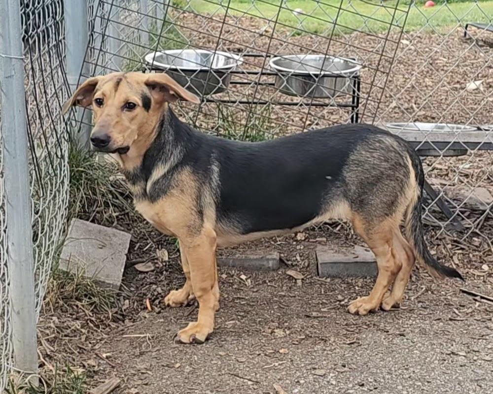 Clair, Adoptable, Young Female Beagle & German Shepherd Dog.