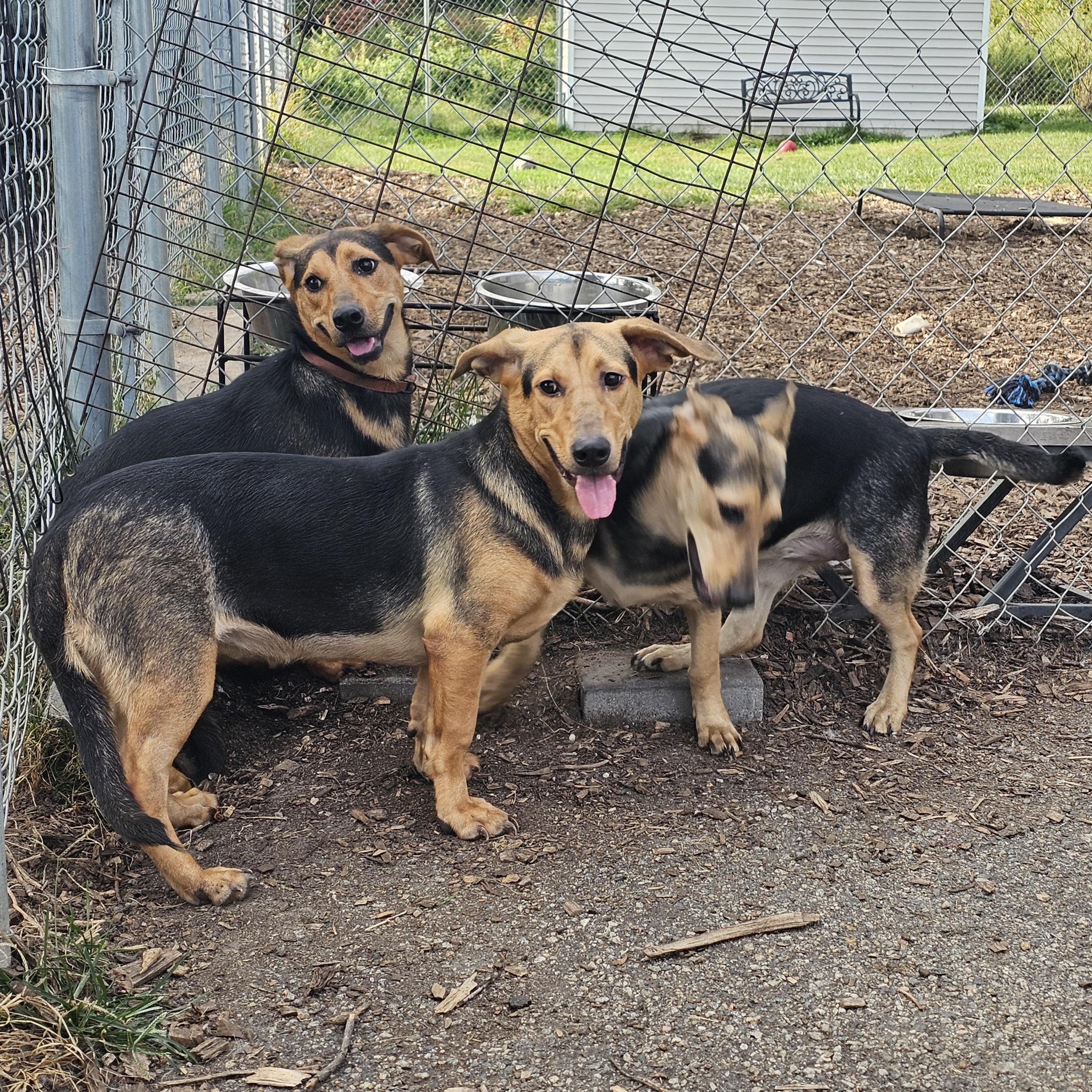 Clair, a Adoptable mixed breed in Ringwood, NJ image 4/6