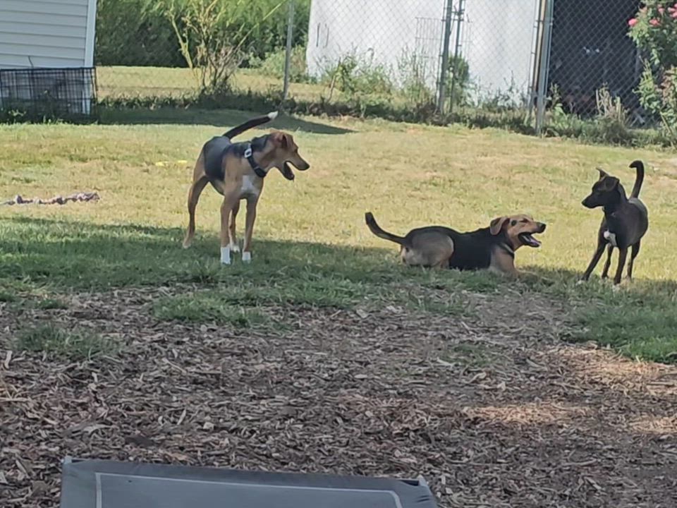 Enlarge Clair, a Adoptable mixed breed in Ringwood, NJ video 6/6