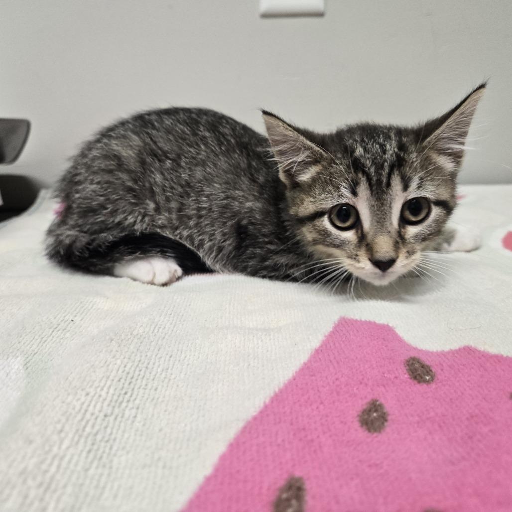 David, Adoptable, Kitten Female Domestic Short Hair.
